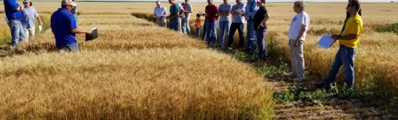 Winter Wheat Breeding Increases Yield Potential